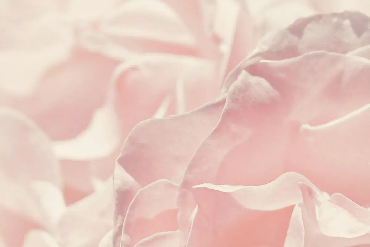 Pink rose in close up photography